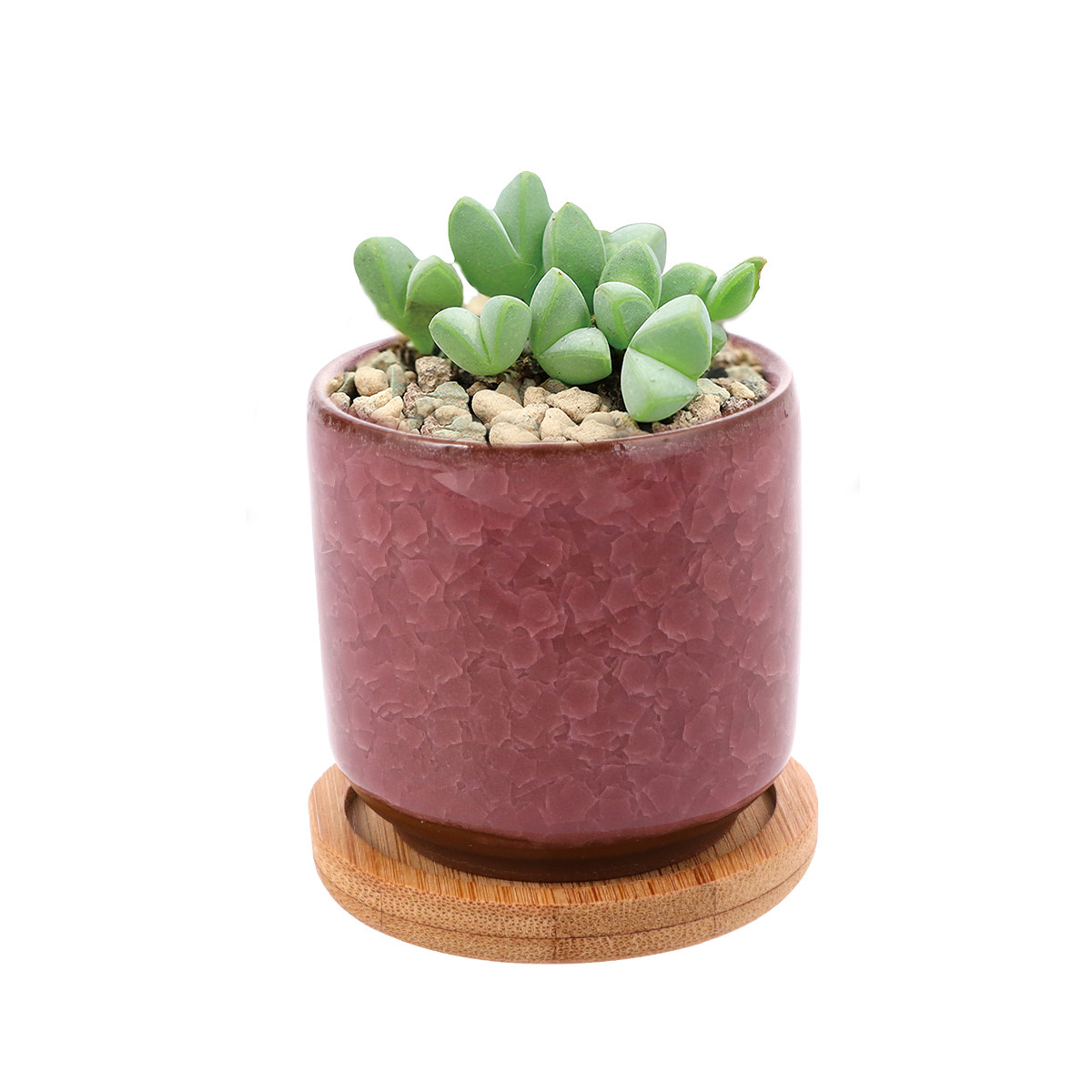 Aloe Vera Pot - 미니 크랙 그레인 세라믹 화분, 다채로운