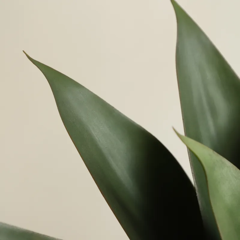 인공 알로에 베라 화분 분재 (콘다 바바덴시스 밀러)  - Aloe Vera Pot 리뷰 및 가격